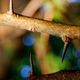 Thorns? Naw, those are freakin’ scimitars.